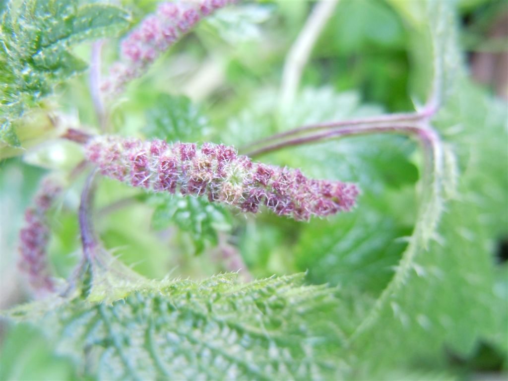 Ortica da determinare - Urtica membranacea